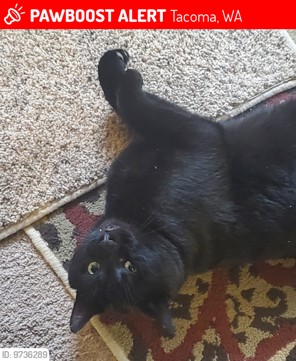Lost Male Cat last seen 66th and huson st. HAS 6 TOES, Tacoma, WA 98409
