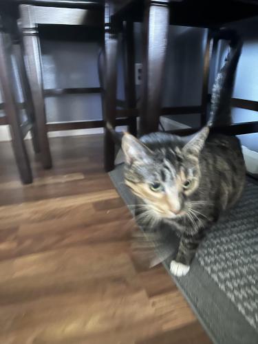 Lost Female Cat last seen San miguel, Concord, CA 94518