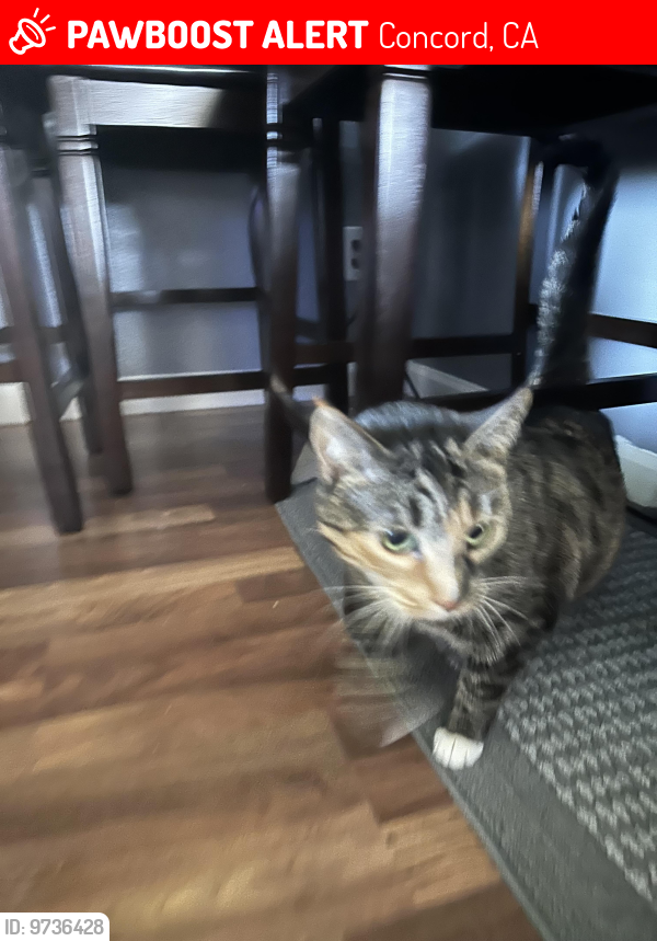 Lost Female Cat last seen San miguel, Concord, CA 94518