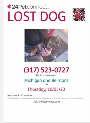 Lost Female Dog last seen Belmont an michigan , Indianapolis, IN 46222
