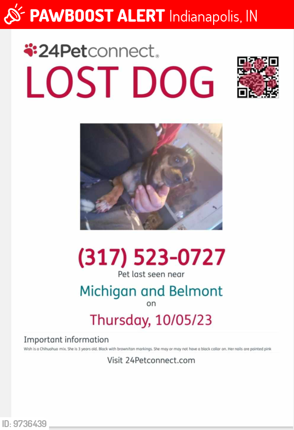 Lost Female Dog last seen Belmont an michigan , Indianapolis, IN 46222