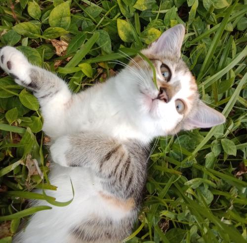 Lost Female Cat last seen Vanda Drive and Ainaloa Drive, Pāhoa, HI 96778