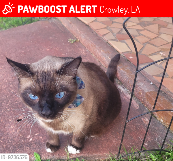 Lost Male Cat last seen Markland Lane near Tourism  building  Crowley, La, Crowley, LA 70526