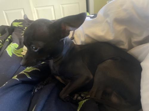 Lost Male Dog last seen Dean Dr SW & Rowen Rd SW By 98th and tower , Albuquerque, NM 87121