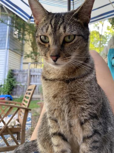 Lost cat reunited in Asheville, NC