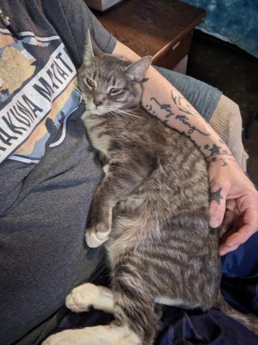 Lost Male Cat last seen Between High Point Village and Extreme Paintless Dent Repair , Lubbock County, TX 79416