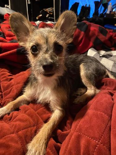 Lost Male Dog last seen Chapman rd  , Fort Chiswell, VA 24360