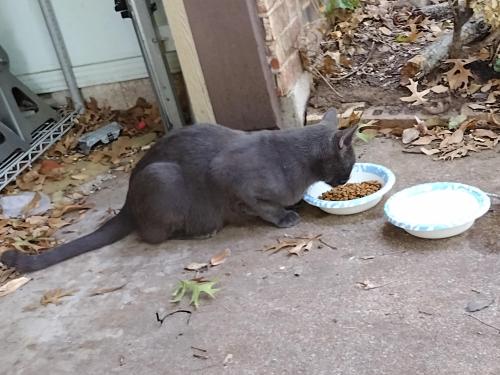 Found/Stray Male Cat last seen Arkansas and Little Road, Arlington, TX 76016