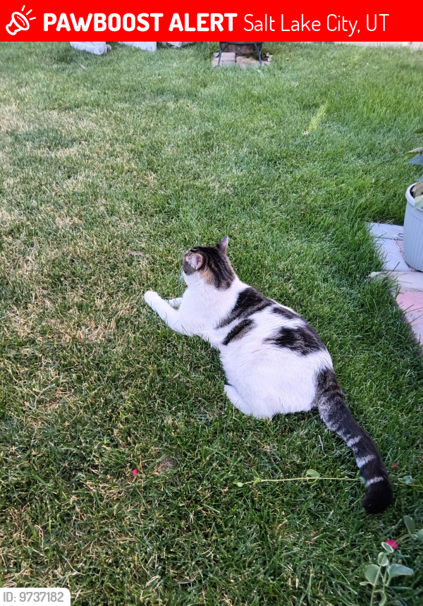 Lost Male Cat last seen Near s 2200 w, Salt Lake City, UT 84129