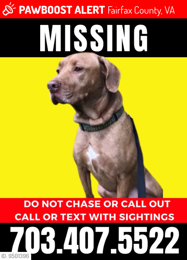 Lost Male Dog last seen Henderson Rd., Fairfax County, VA 22039