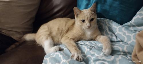 Lost Male Cat last seen Springfield ave/2nd plaza, Panama City, FL 32401