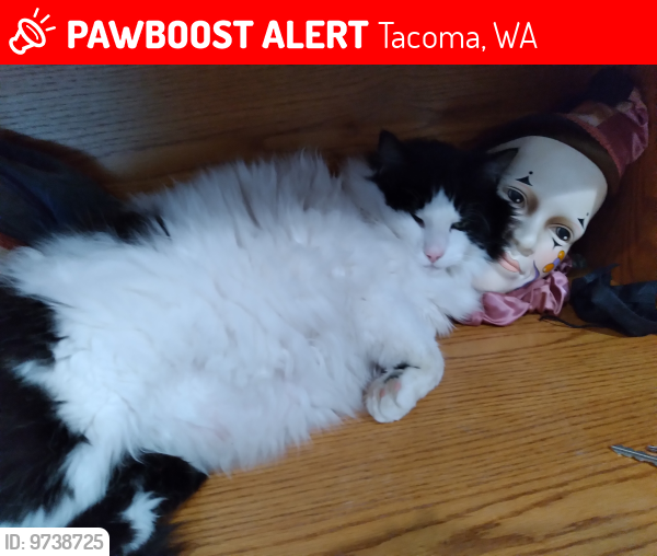 Lost Male Cat last seen 70th and so Thompson Ave , Tacoma, WA 98408