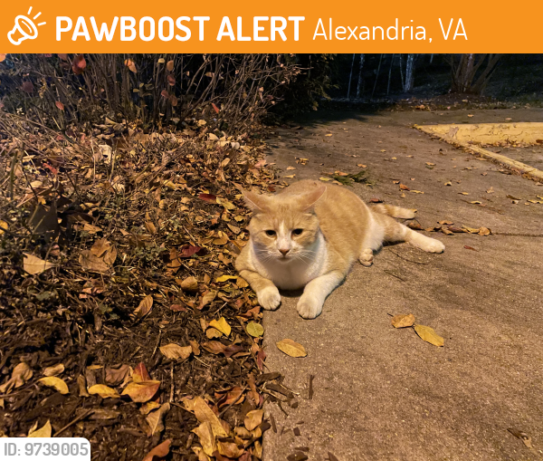 Found/Stray Unknown Cat last seen Mount eagle park , Alexandria, VA 22303