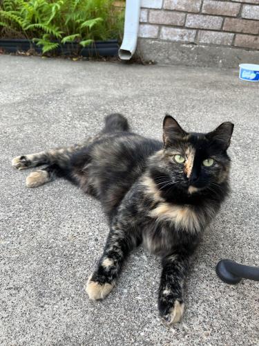 Lost Female Cat last seen Frenchwood and Pleasant Ridge, Arlington, TX 76016