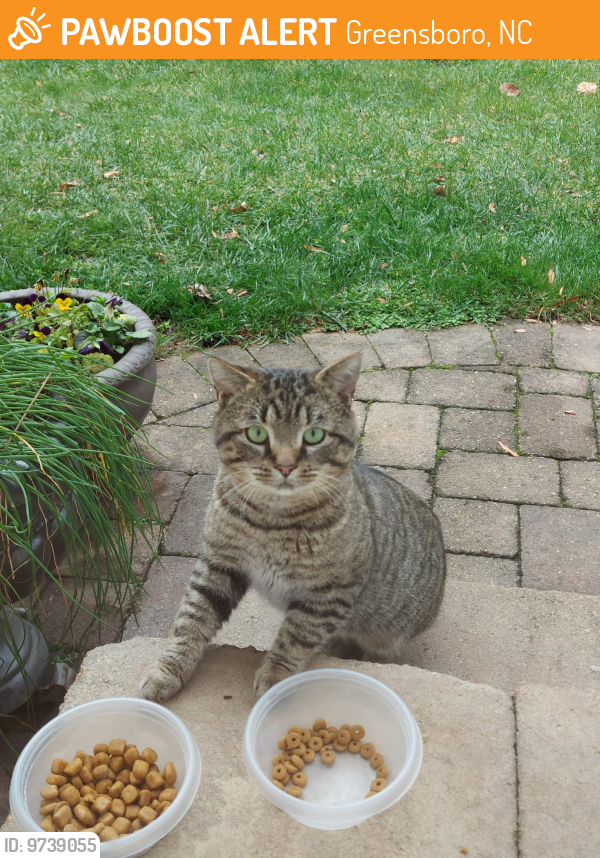 Greensboro, NC Stray Cat Found Near Elmwood Drive and W Cornwallis