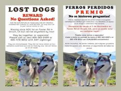 Lost Female Dog last seen Righetti HS on E. Foster Road between Bradley & Orcutt Road , Orcutt, CA 93455