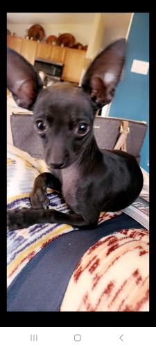 Lost Male Dog last seen 98th n tower, Albuquerque, NM 87121