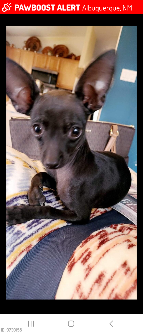 Lost Male Dog last seen 98th n tower, Albuquerque, NM 87121