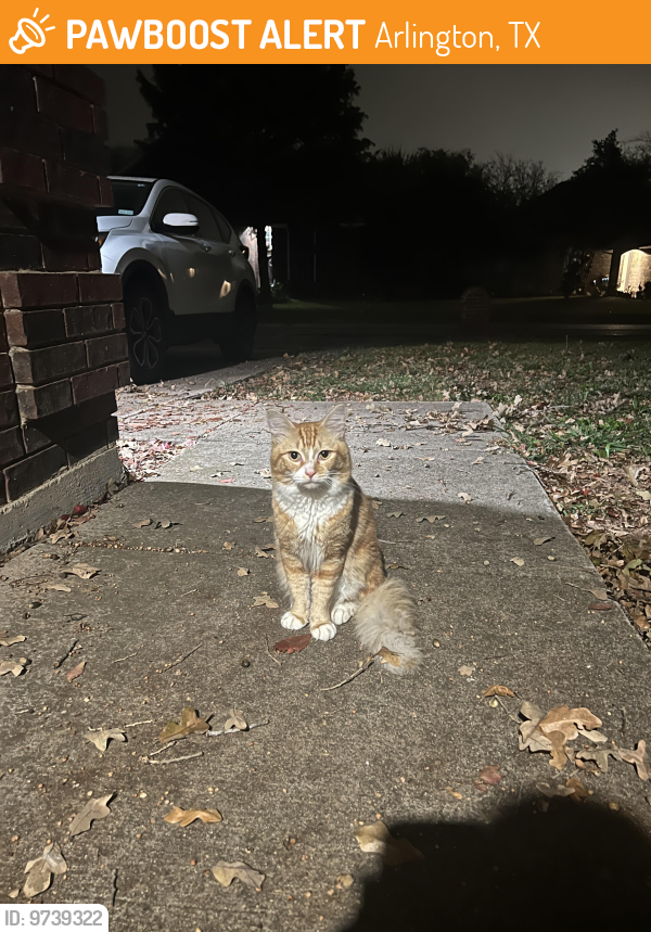 Found/Stray Male Cat last seen Chapel downs dr and Foxhunt , Arlington, TX 76017