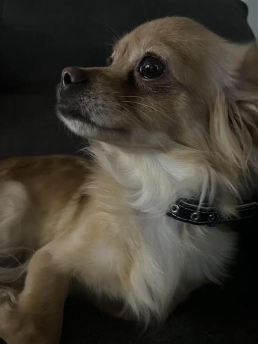 Lost Female Dog last seen Saddle Horn Dr and Abbey Way, Eagle Mountain, UT 84005