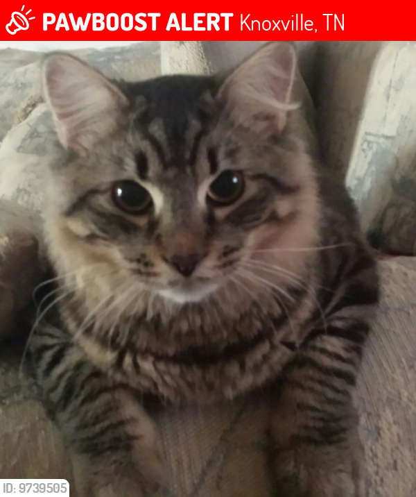 Lost Male Cat last seen Snyder Road, Knoxville, TN 37932