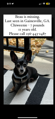 Lost Male Dog last seen Near Piedmont Way Gainesville, GA , Gainesville, GA 30503