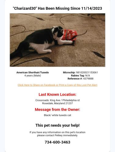 Lost Male Cat last seen Philadelphia Road, Rossville, MD 21237
