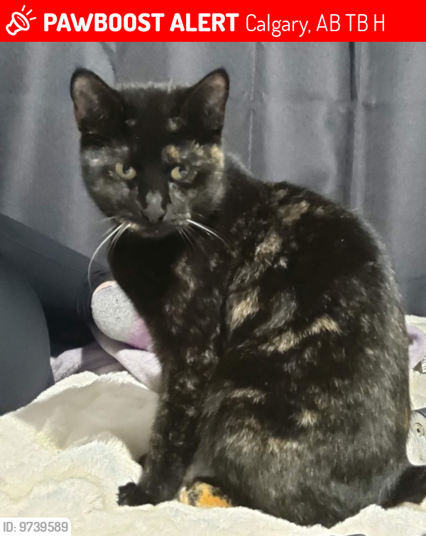 Lost Female Cat last seen Near ave and 36th st se, Calgary, AB T2B 2H5