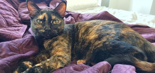 Lost Female Cat last seen Bradmoor Drive and Ewing Drive, Bethesda, MD 20817