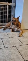 Lost Female Dog last seen Blue Flag Lane , Fort Worth, TX 76137