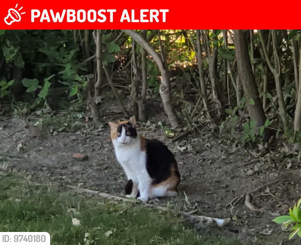 Lost Female Cat last seen Corner of IVYDALE and Whitethorn between Mayfield road and Euclid Heights , Cleveland Heights, OH 44118