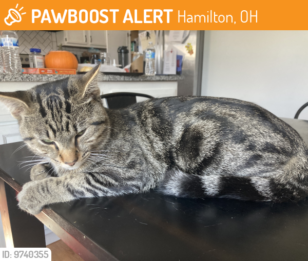 Hamilton, OH Stray Male Cat Found Near Shady meadows and Indian Meadows