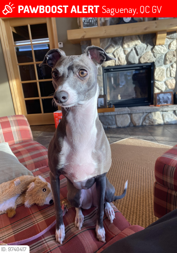 Lost Female Dog last seen COOP Depanneur Lac Kenogami , Saguenay, QC G0V
