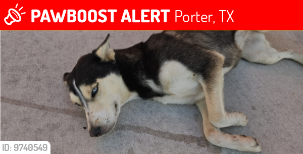 Lost Female Dog last seen Walmart 77365, Porter, TX 77365