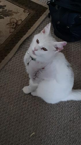 Lost Male Cat last seen Near Serenity Lane, Uniontown, OH, 44685, Uniontown, OH 44685