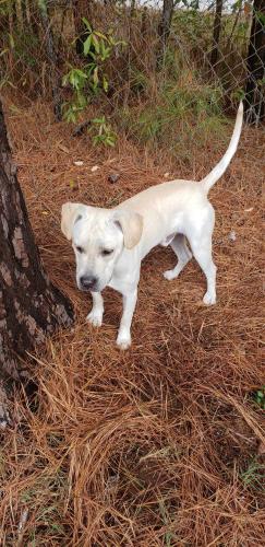 Lost Male Dog last seen Ridge Dr Villa Rica , Villa Rica, GA 30180