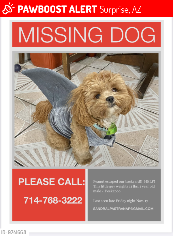 Lost Male Dog last seen 163rd and Jomax and Happy Valley Road , Surprise, AZ 85387