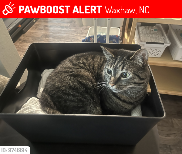 Lost Male Cat last seen Marvin Ridge High School, Waxhaw, NC 28173