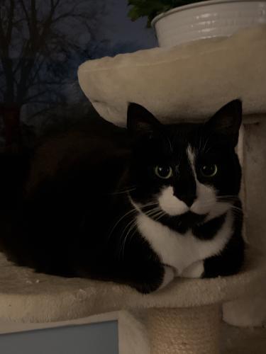 Lost Male Cat last seen E 57th St & S County Line Rd, Hinsdale, IL 60521