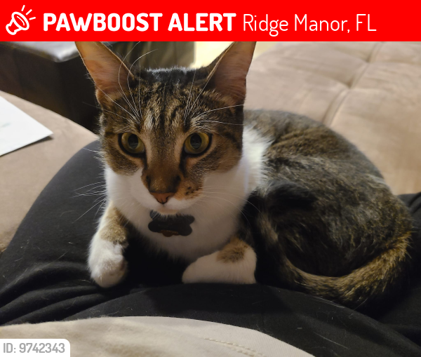 Lost Female Cat last seen Fairway Dr. & Ridge Manor Blvd., Ridge Manor, FL 33523