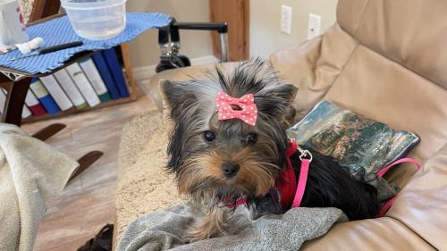 Lost Female Dog last seen Superstition and Canyon Vista Resorts , Gold Canyon, AZ 85219