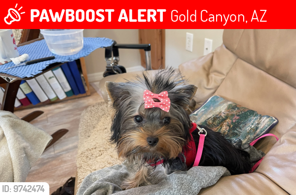 Lost Female Dog last seen  Canyon Vista Resorts/Superstition Views , Gold Canyon, AZ 85118