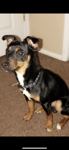 Lost Male Dog last seen Commons Dr , Annandale, VA 22003