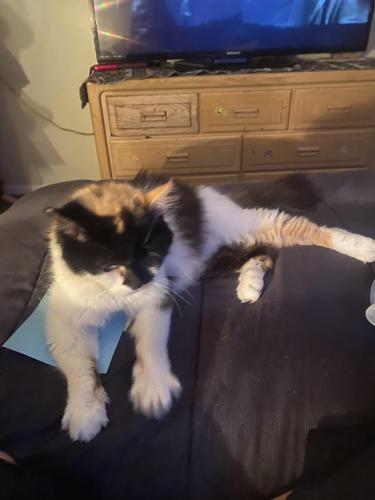 Lost Female Cat last seen Road between-Branch Rd and Rt 18, Medina, OH 44256