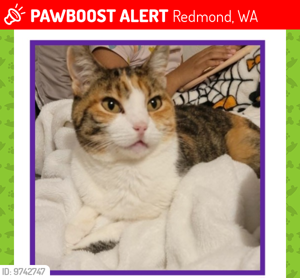 Lost Female Cat last seen 156th and 24th st, Bellevue, WA 98008