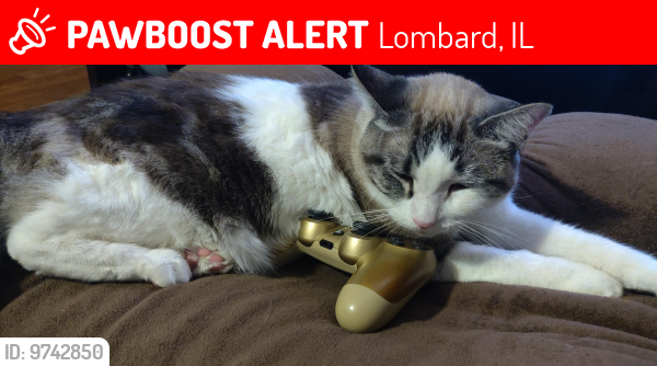 Lost Female Cat last seen Downtown Lombard , Lombard, IL 60148