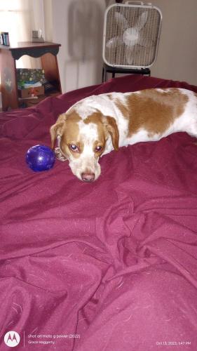 Lost Male Dog last seen Burroughs , Palm Coast, FL 32137