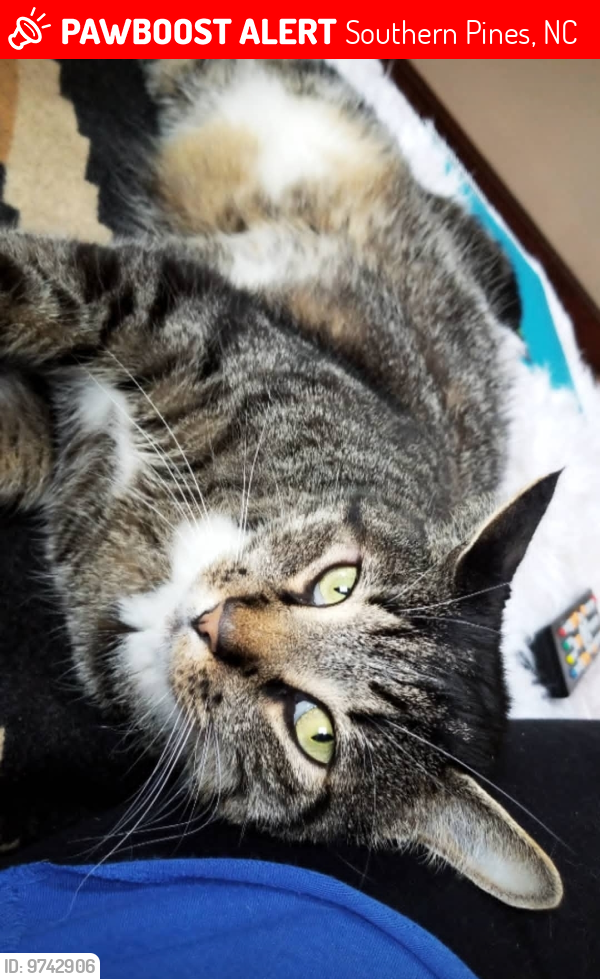 Lost Male Cat last seen Reservoir park, Southern Pines, NC 28387