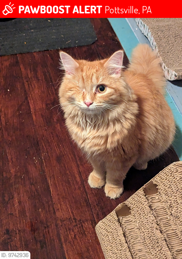 Lost Male Cat last seen Nichols and Walter Griffith Avenue, Pottsville, PA 17901