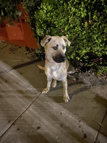 Lost Male Dog last seen 103rd Street and Compton Ave, by the Food4Less, Los Angeles, CA 90002